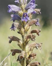 Fotografia da espécie Orobanche purpurea