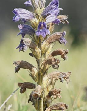 Fotografia 1 da espécie Orobanche purpurea no Jardim Botânico UTAD