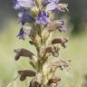 Fotografia 1 da espécie Orobanche purpurea do Jardim Botânico UTAD