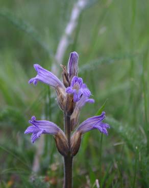 Fotografia 6 da espécie Orobanche purpurea no Jardim Botânico UTAD