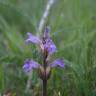 Fotografia 6 da espécie Orobanche purpurea do Jardim Botânico UTAD