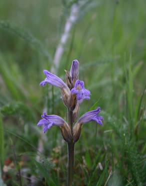 Fotografia 7 da espécie Orobanche purpurea no Jardim Botânico UTAD