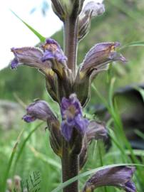 Fotografia da espécie Orobanche purpurea