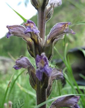 Fotografia 8 da espécie Orobanche purpurea no Jardim Botânico UTAD