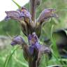 Fotografia 8 da espécie Orobanche purpurea do Jardim Botânico UTAD