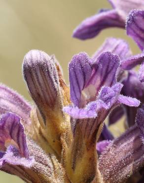 Fotografia 9 da espécie Orobanche purpurea no Jardim Botânico UTAD