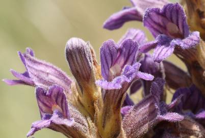 Fotografia da espécie Orobanche purpurea