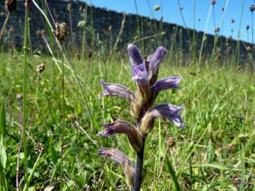 Fotografia da espécie Orobanche purpurea