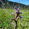 Fotografia 10 da espécie Orobanche purpurea do Jardim Botânico UTAD