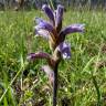 Fotografia 12 da espécie Orobanche purpurea do Jardim Botânico UTAD