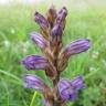 Fotografia 13 da espécie Orobanche purpurea do Jardim Botânico UTAD