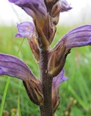 Fotografia 14 da espécie Orobanche purpurea no Jardim Botânico UTAD