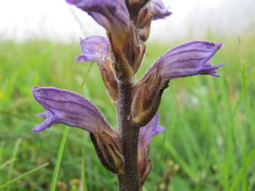 Fotografia da espécie Orobanche purpurea