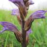 Fotografia 14 da espécie Orobanche purpurea do Jardim Botânico UTAD