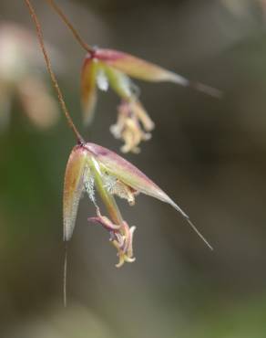 Fotografia 6 da espécie Deschampsia flexuosa no Jardim Botânico UTAD