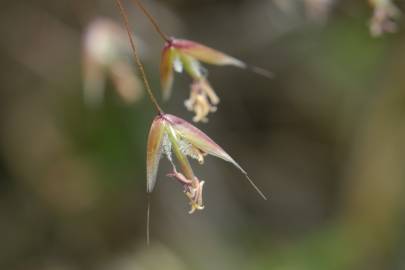 Fotografia da espécie Deschampsia flexuosa