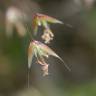 Fotografia 6 da espécie Deschampsia flexuosa do Jardim Botânico UTAD