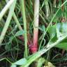 Fotografia 7 da espécie Emex spinosa do Jardim Botânico UTAD