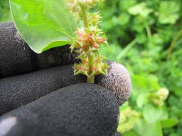 Fotografia da espécie Emex spinosa