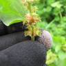 Fotografia 8 da espécie Emex spinosa do Jardim Botânico UTAD