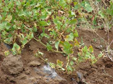 Fotografia da espécie Emex spinosa