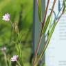 Fotografia 7 da espécie Epilobium palustre do Jardim Botânico UTAD