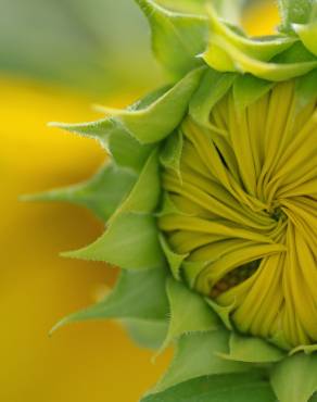 Fotografia 5 da espécie Helianthus annuus no Jardim Botânico UTAD