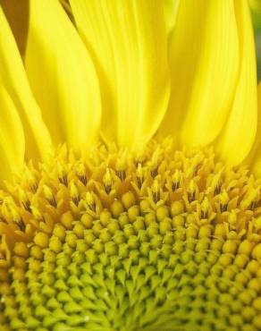 Fotografia 6 da espécie Helianthus annuus no Jardim Botânico UTAD