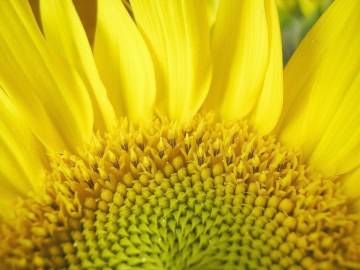 Fotografia da espécie Helianthus annuus