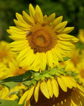 Fotografia 8 da espécie Helianthus annuus no Jardim Botânico UTAD