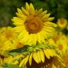 Fotografia 8 da espécie Helianthus annuus do Jardim Botânico UTAD