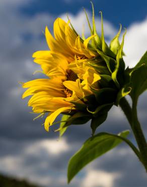 Fotografia 9 da espécie Helianthus annuus no Jardim Botânico UTAD