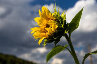 Fotografia da espécie Helianthus annuus