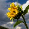 Fotografia 9 da espécie Helianthus annuus do Jardim Botânico UTAD