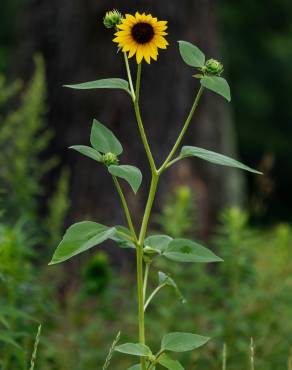 Fotografia 10 da espécie Helianthus annuus no Jardim Botânico UTAD