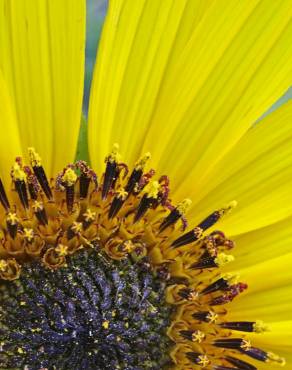 Fotografia 12 da espécie Helianthus annuus no Jardim Botânico UTAD