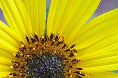 Fotografia da espécie Helianthus annuus