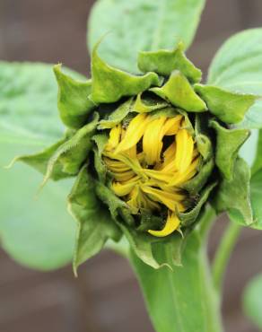 Fotografia 14 da espécie Helianthus annuus no Jardim Botânico UTAD