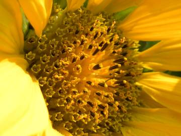 Fotografia da espécie Helianthus annuus