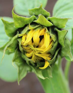 Fotografia 17 da espécie Helianthus annuus no Jardim Botânico UTAD