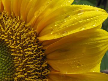 Fotografia da espécie Helianthus annuus