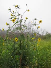 Fotografia da espécie Helianthus annuus