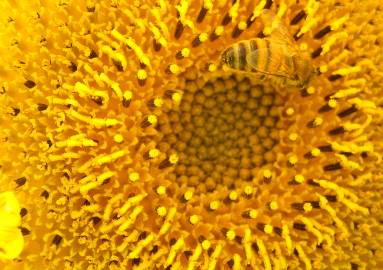 Fotografia da espécie Helianthus annuus