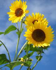 Fotografia da espécie Helianthus annuus