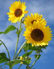 Helianthus annuus