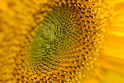 Fotografia da espécie Helianthus annuus