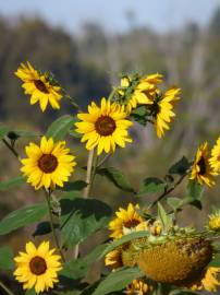 Fotografia da espécie Helianthus annuus