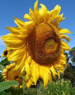 Fotografia 32 da espécie Helianthus annuus no Jardim Botânico UTAD