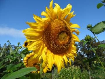 Fotografia da espécie Helianthus annuus