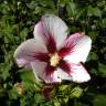 Fotografia 4 da espécie Hibiscus syriacus do Jardim Botânico UTAD